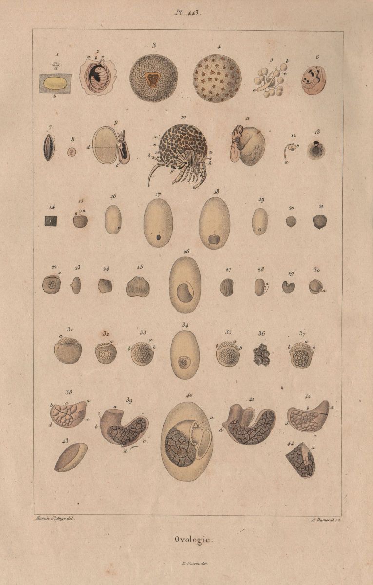 REPRODUCTIVE SYSTEM. Ovologie Ovology IV. Eggs. 1833 old antique print picture